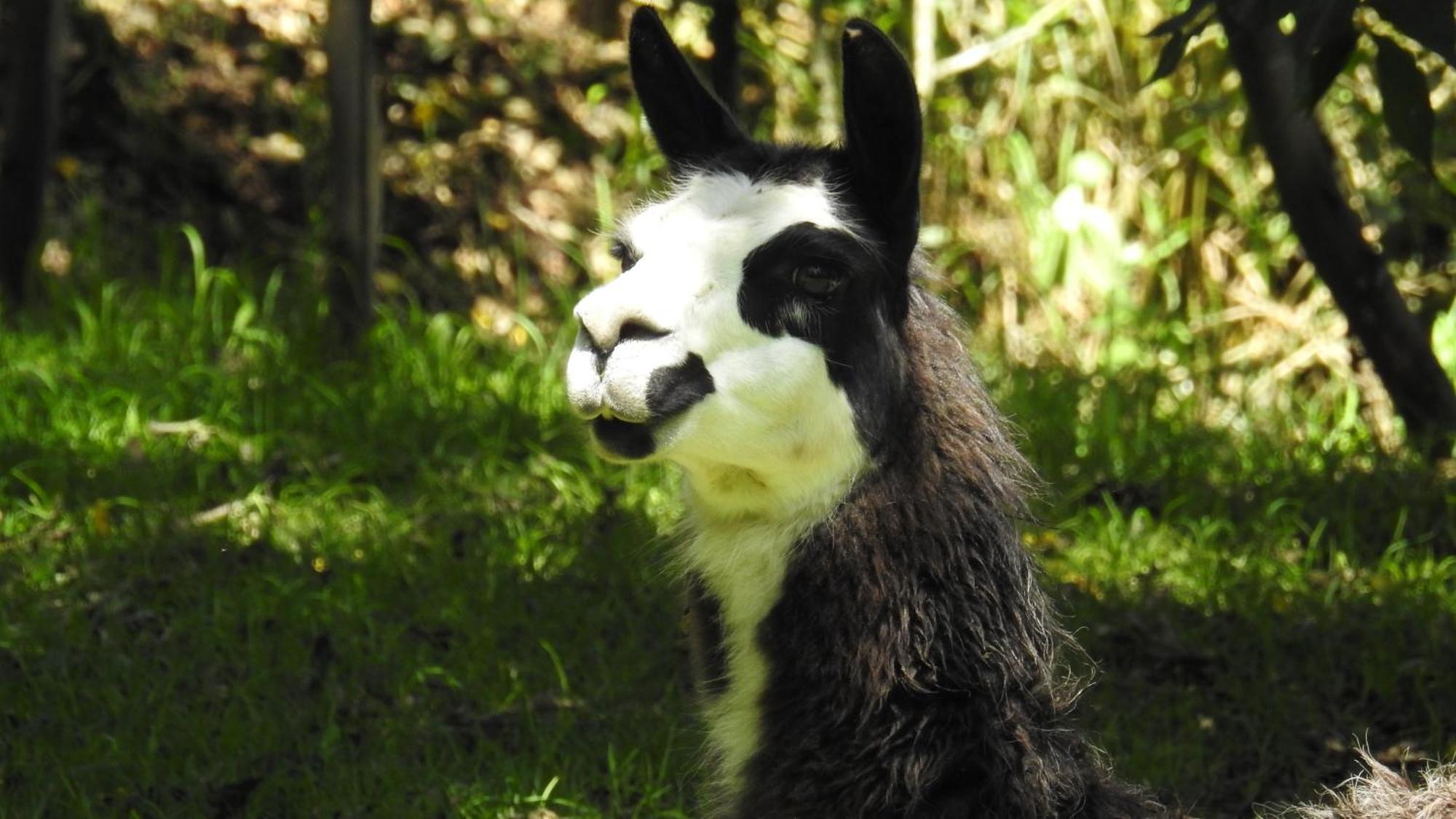 Hacienda Jimenita Wildlife Reserve Puembo Zewnętrze zdjęcie